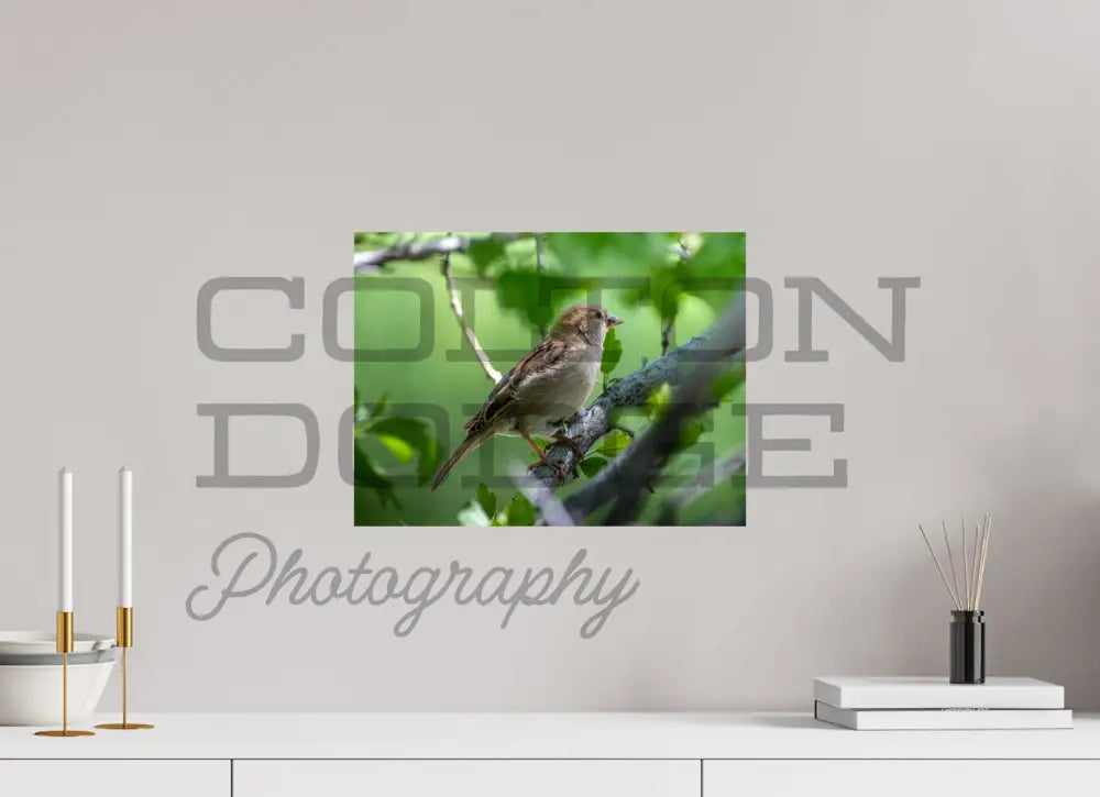 16 x 12″, Photo Print On Fuji Crystal DP II House Finch