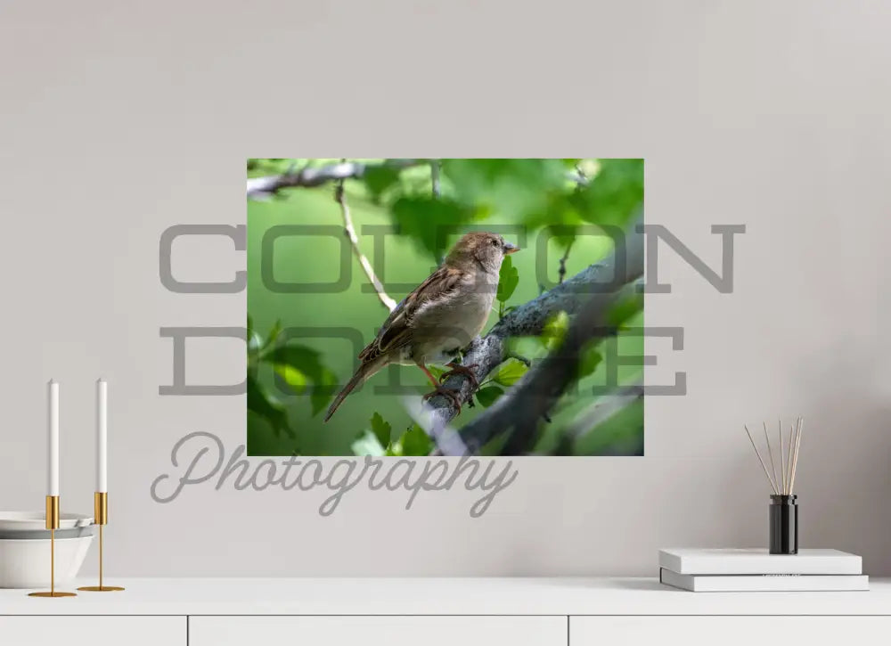 20 x 15″, Photo Print On Fuji Crystal DP II House Finch
