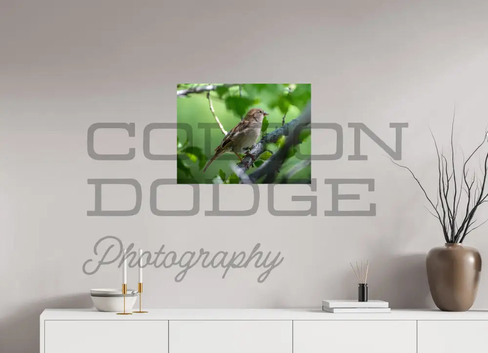24 x 18″, Photo Print On Fuji Crystal DP II House Finch
