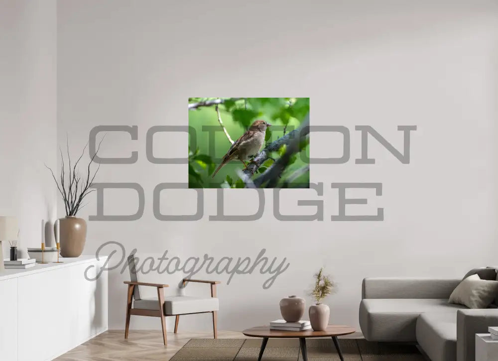 40 x 30″, Photo Print On Fuji Crystal DP II House Finch