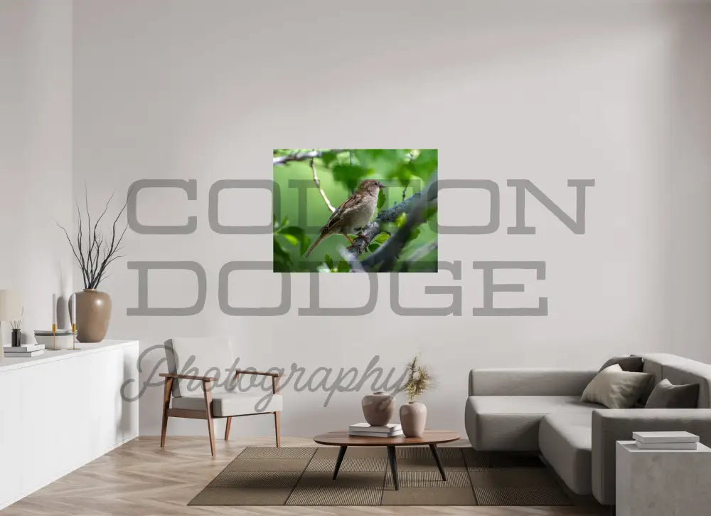 48 x 36″, Photo Print On Fuji Crystal DP II House Finch
