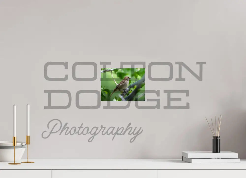 8 x 6″, Photo Print On Fuji Crystal DP II House Finch