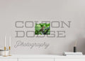 8 x 6″, Photo Print On Fuji Crystal DP II House Finch