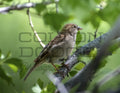 House Finch - Digital
