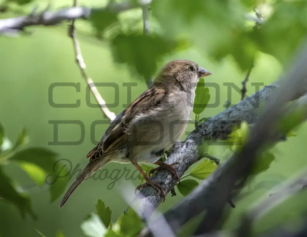 House Finch - Digital