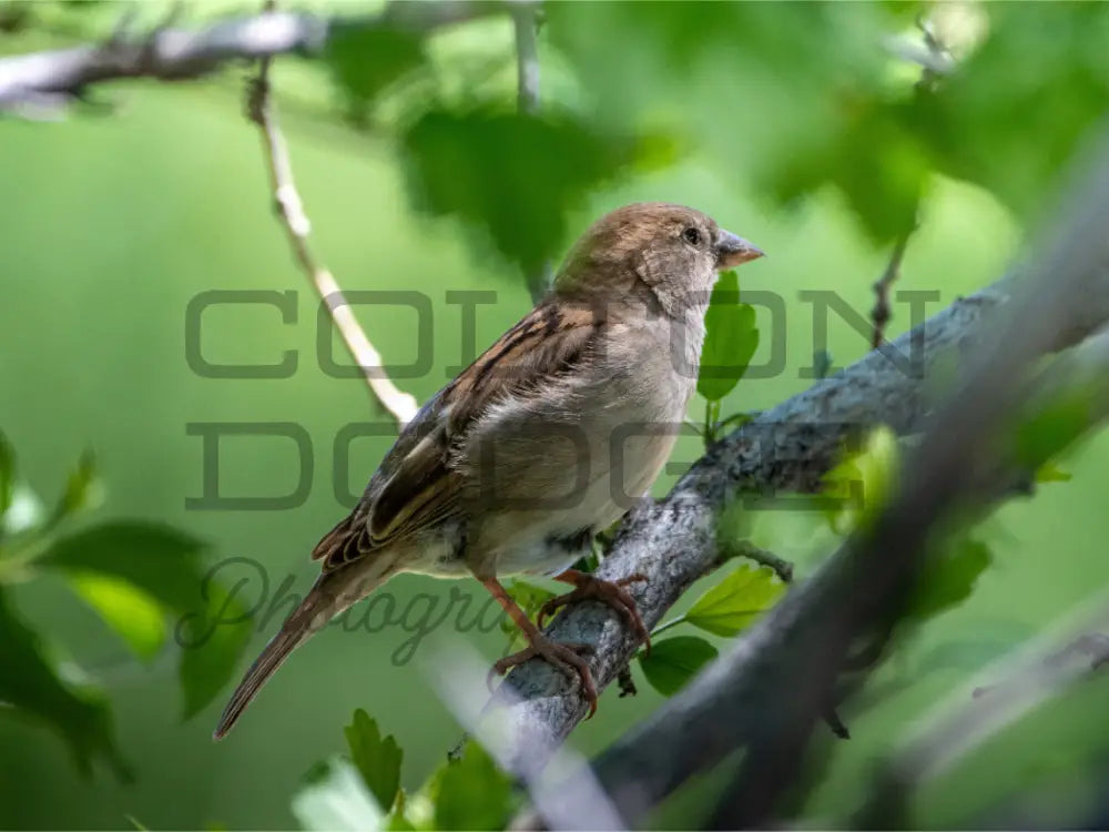 Main image House Finch