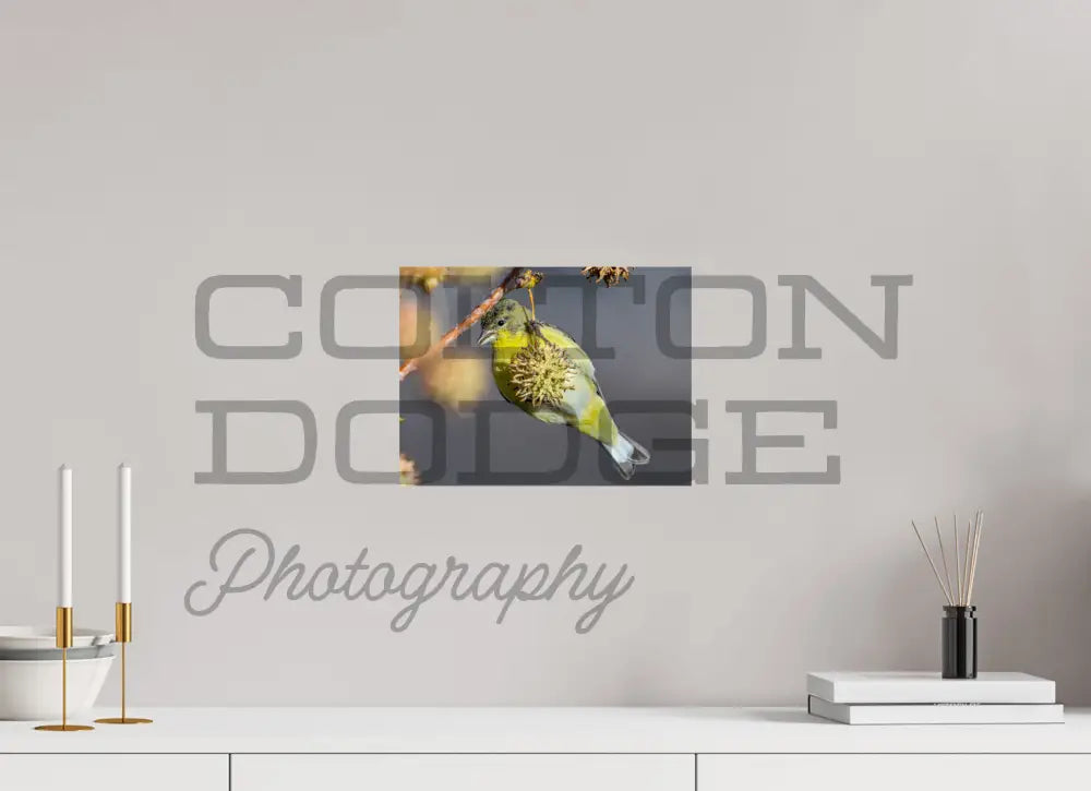 12 x 9″, Photo Print On Fuji Crystal DP II Lesser Gold Finch 1