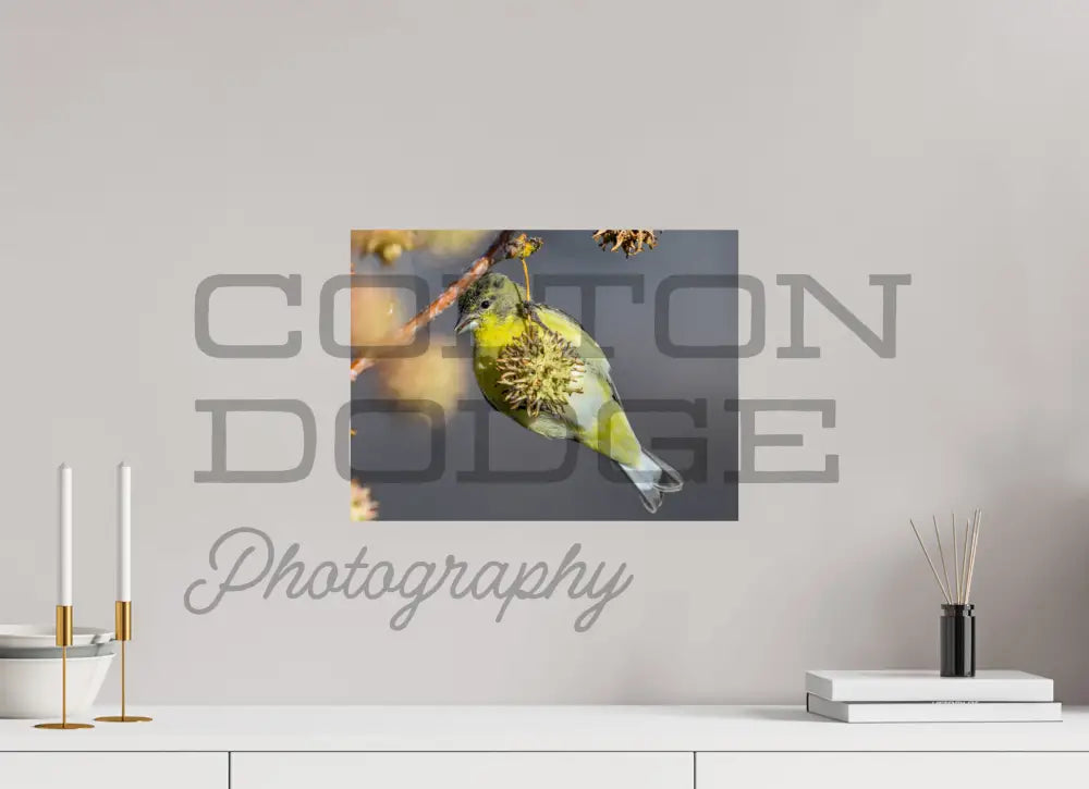 16 x 12″, Photo Print On Fuji Crystal DP II Lesser Gold Finch 1