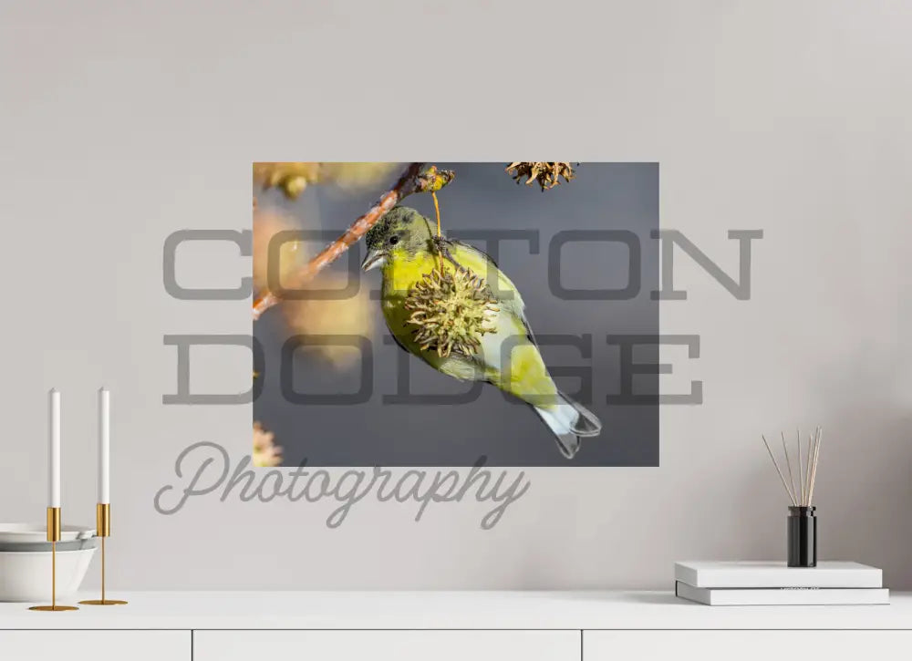20 x 15″, Photo Print On Fuji Crystal DP II Lesser Gold Finch 1
