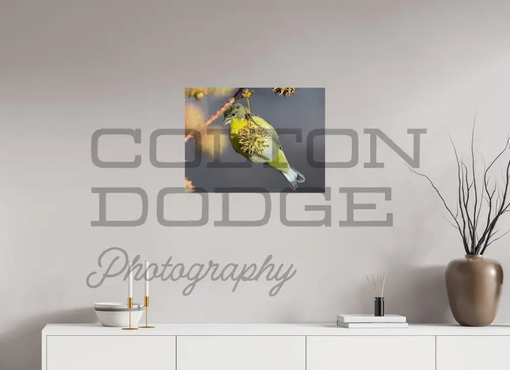 24 x 18″, Photo Print On Fuji Crystal DP II Lesser Gold Finch 1