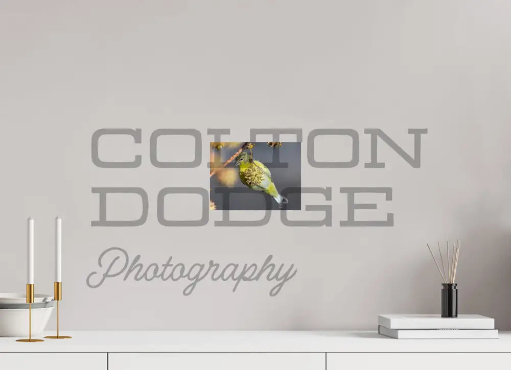 8 x 6″, Photo Print On Fuji Crystal DP II Lesser Gold Finch 1