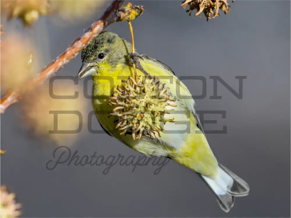 Main image Lesser Gold Finch 1