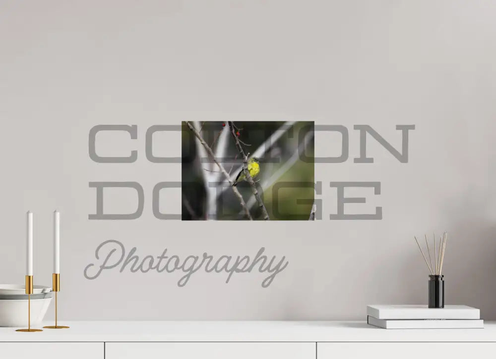 12 x 9″, Photo Print On Fuji Crystal DP II Lesser Gold Finch 2