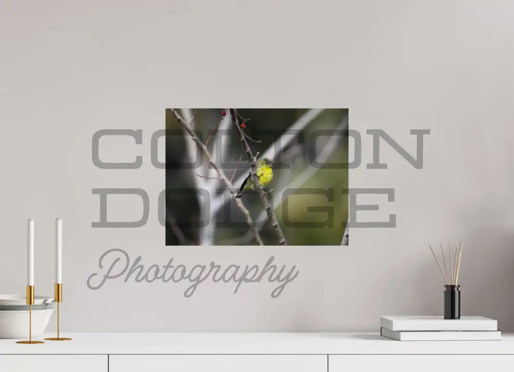 16 x 12″, Photo Print On Fuji Crystal DP II Lesser Gold Finch 2