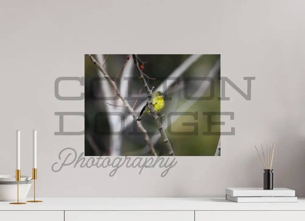 20 x 15″, Photo Print On Fuji Crystal DP II Lesser Gold Finch 2