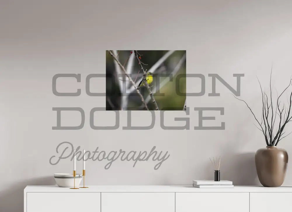 24 x 18″, Photo Print On Fuji Crystal DP II Lesser Gold Finch 2