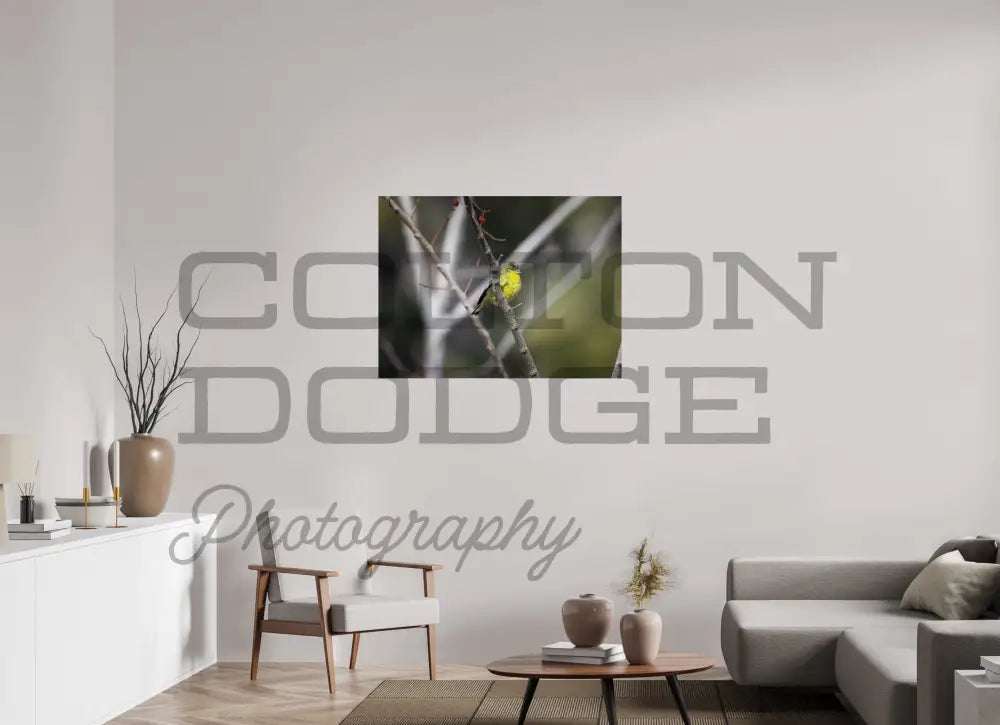 40 x 30″, Photo Print On Fuji Crystal DP II Lesser Gold Finch 2