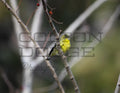 Lesser Gold Finch 2 - Digital