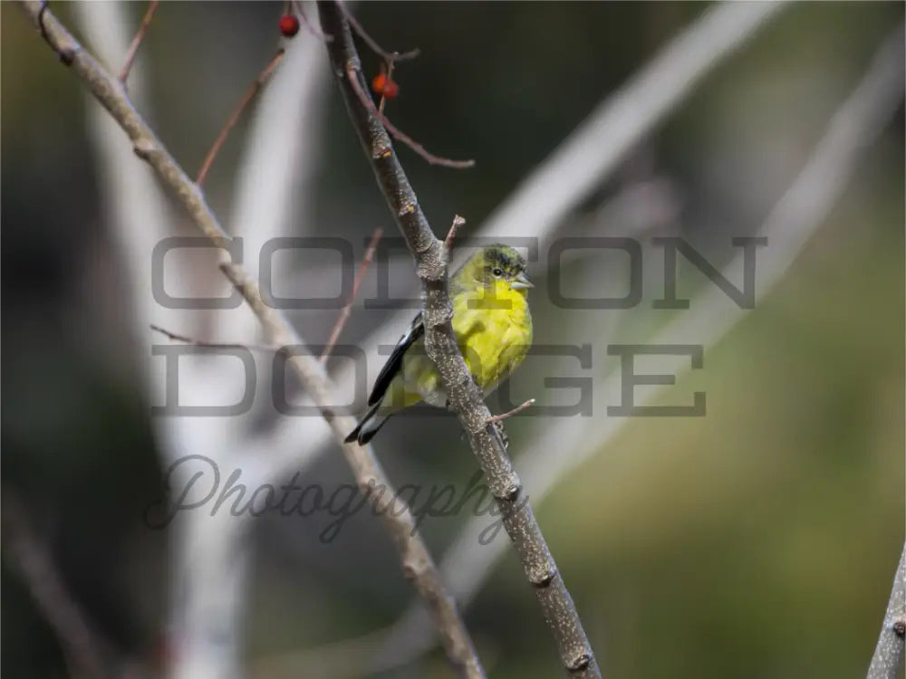 Main image Lesser Gold Finch 2