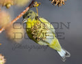 Lesser Goldfinch 1 - Digital