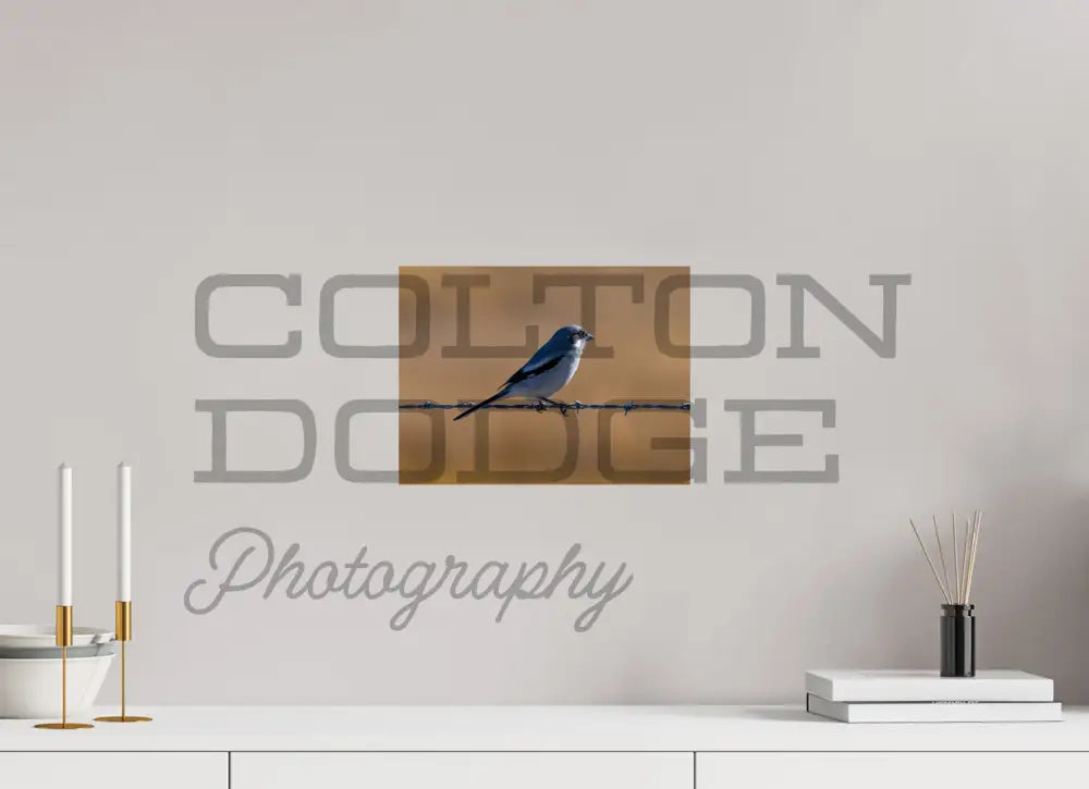 12 x 9″, Photo Print On Fuji Crystal DP II Logger Head Shrike