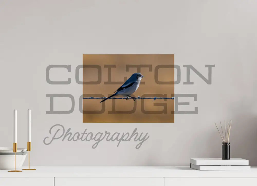 16 x 12″, Photo Print On Fuji Crystal DP II Logger Head Shrike