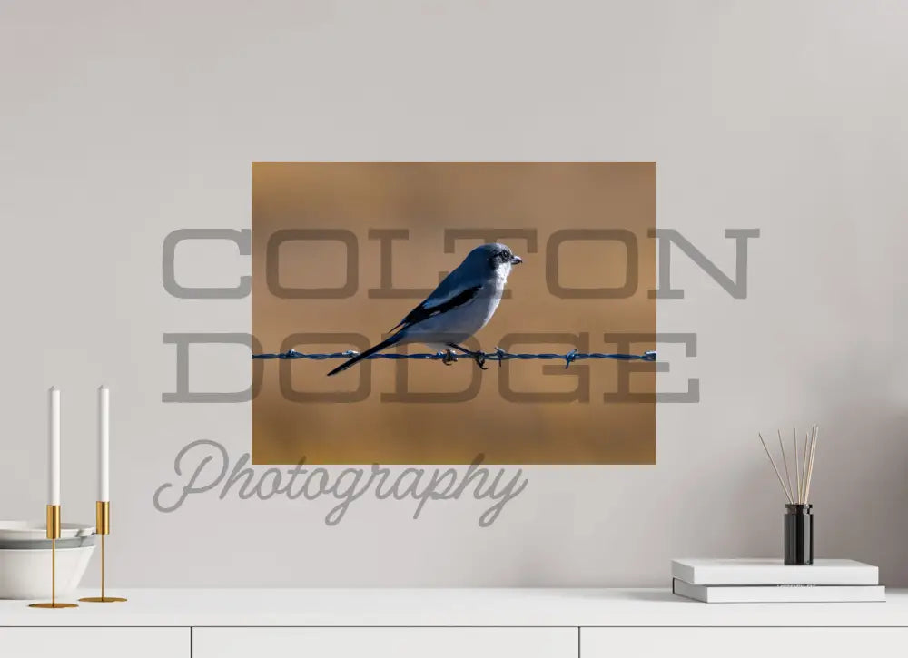 20 x 15″, Photo Print On Fuji Crystal DP II Logger Head Shrike