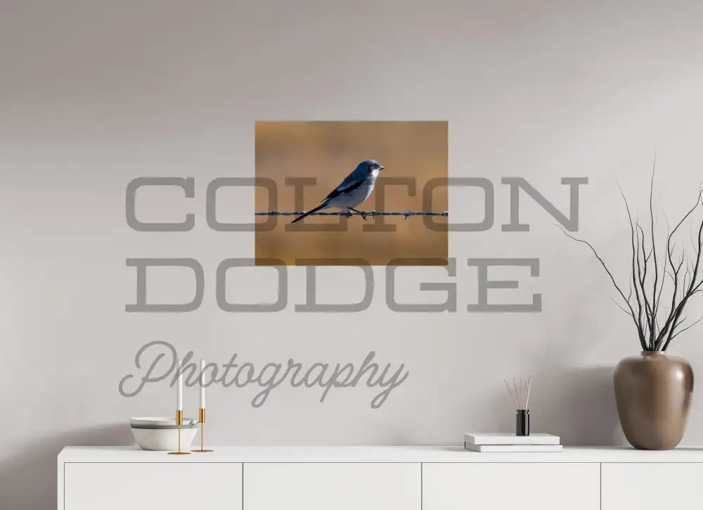 24 x 18″, Photo Print On Fuji Crystal DP II Logger Head Shrike