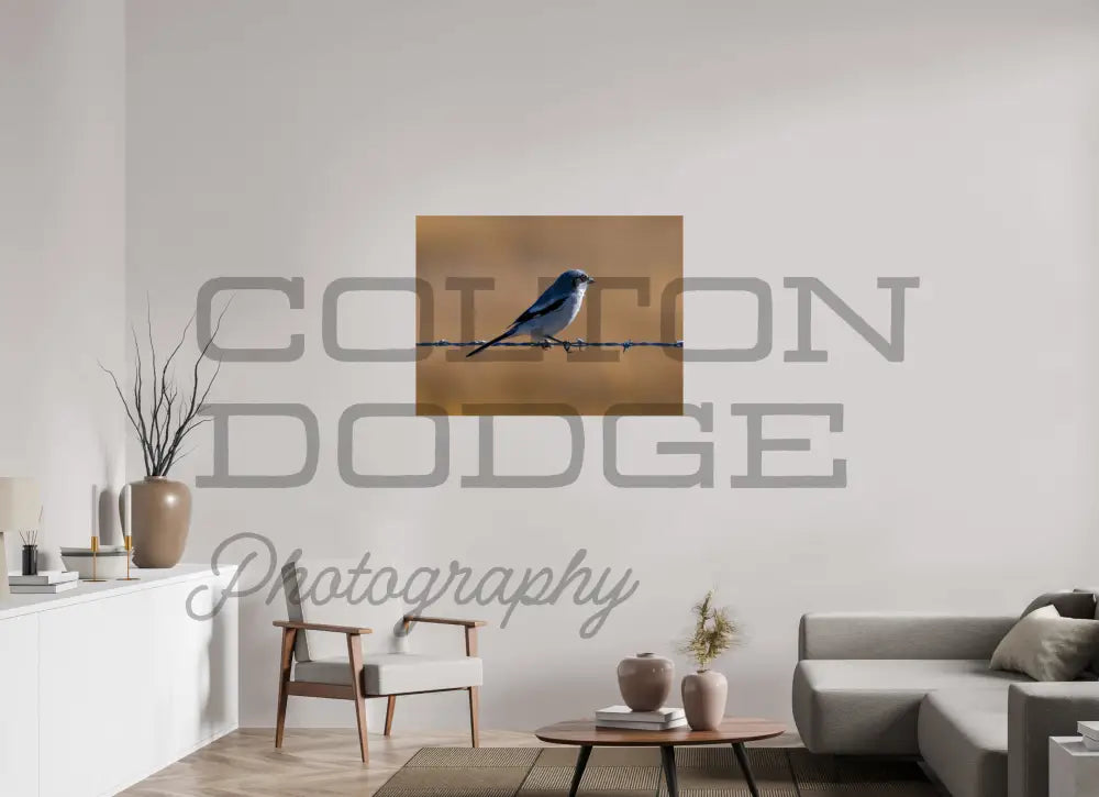 40 x 30″, Photo Print On Fuji Crystal DP II Logger Head Shrike