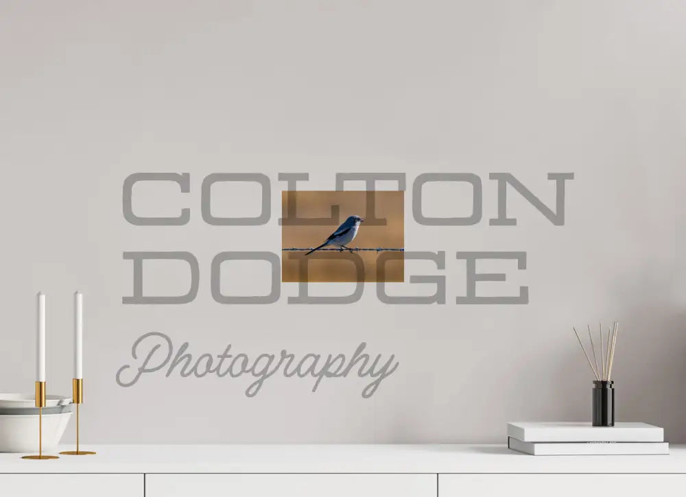 8 x 6″, Photo Print On Fuji Crystal DP II Logger Head Shrike
