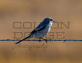 Logger Head Shrike - Digital