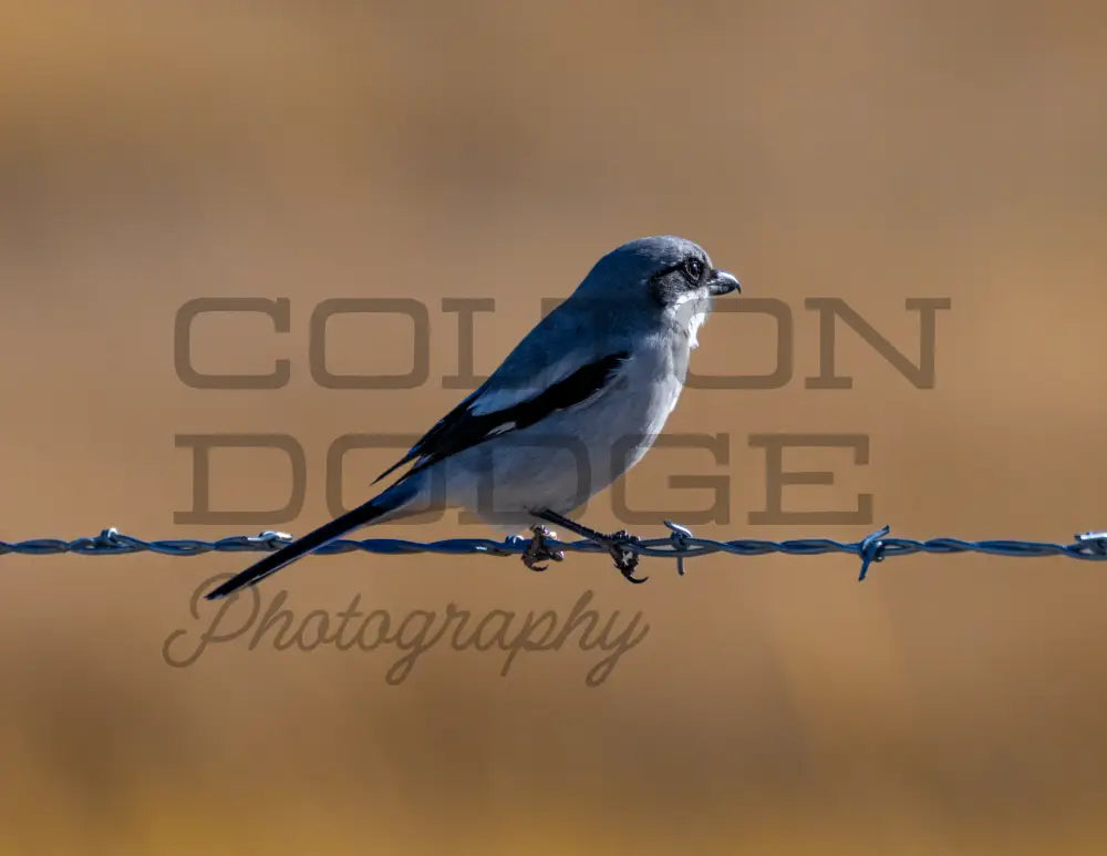 Logger Head Shrike - Digital