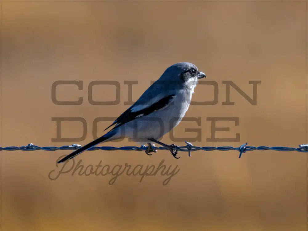 Main image Logger Head Shrike
