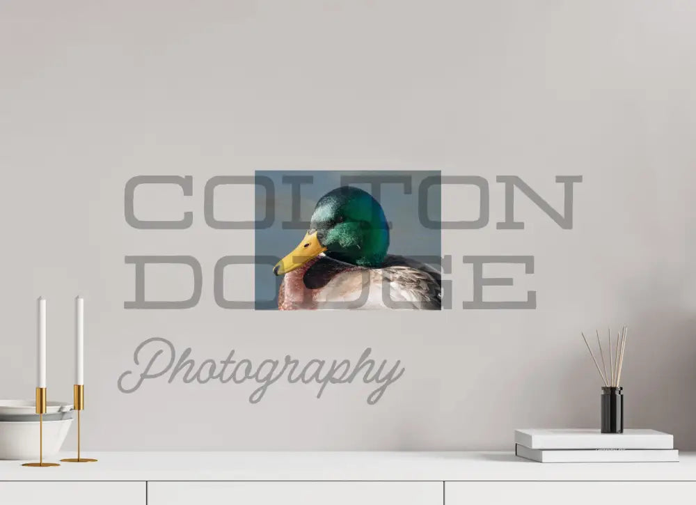 12 x 9″, Photo Print On Fuji Crystal DP II Mallard Duck