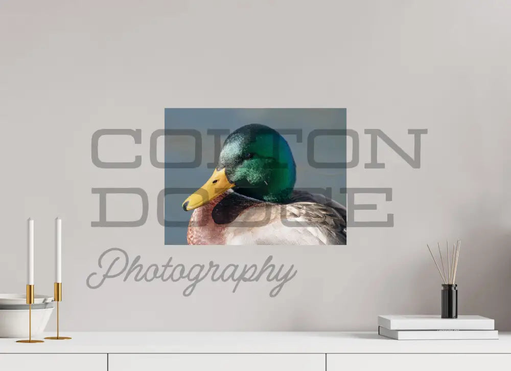 16 x 12″, Photo Print On Fuji Crystal DP II Mallard Duck