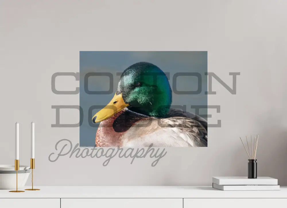 20 x 15″, Photo Print On Fuji Crystal DP II Mallard Duck