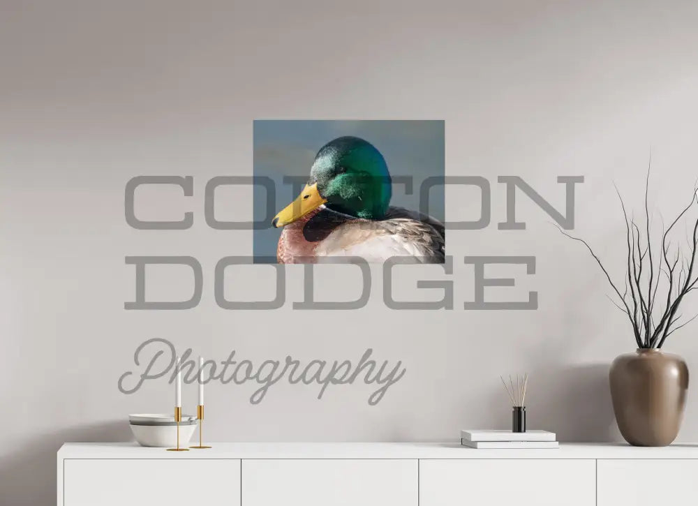 24 x 18″, Photo Print On Fuji Crystal DP II Mallard Duck