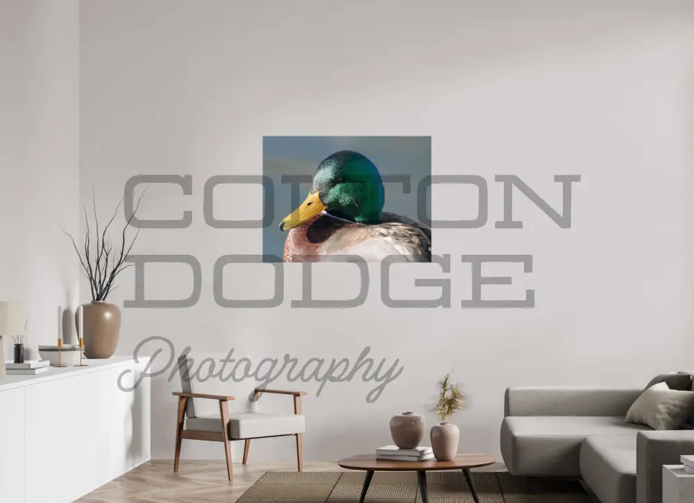40 x 30″, Photo Print On Fuji Crystal DP II Mallard Duck