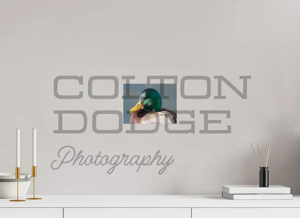 8 x 6″, Photo Print On Fuji Crystal DP II Mallard Duck