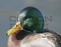 Mallard Duck - Digital