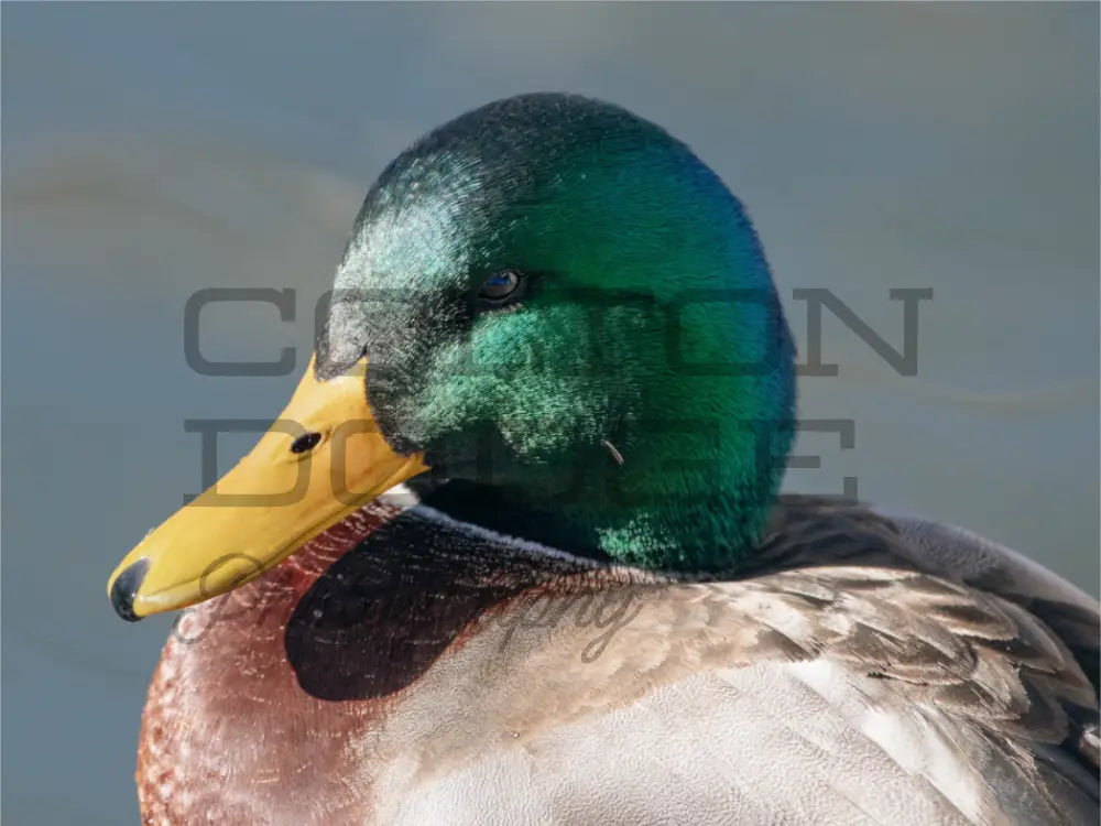 Main image Mallard Duck