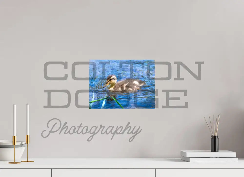 12 x 9″, Photo Print On Fuji Crystal DP II Mallard Duckling