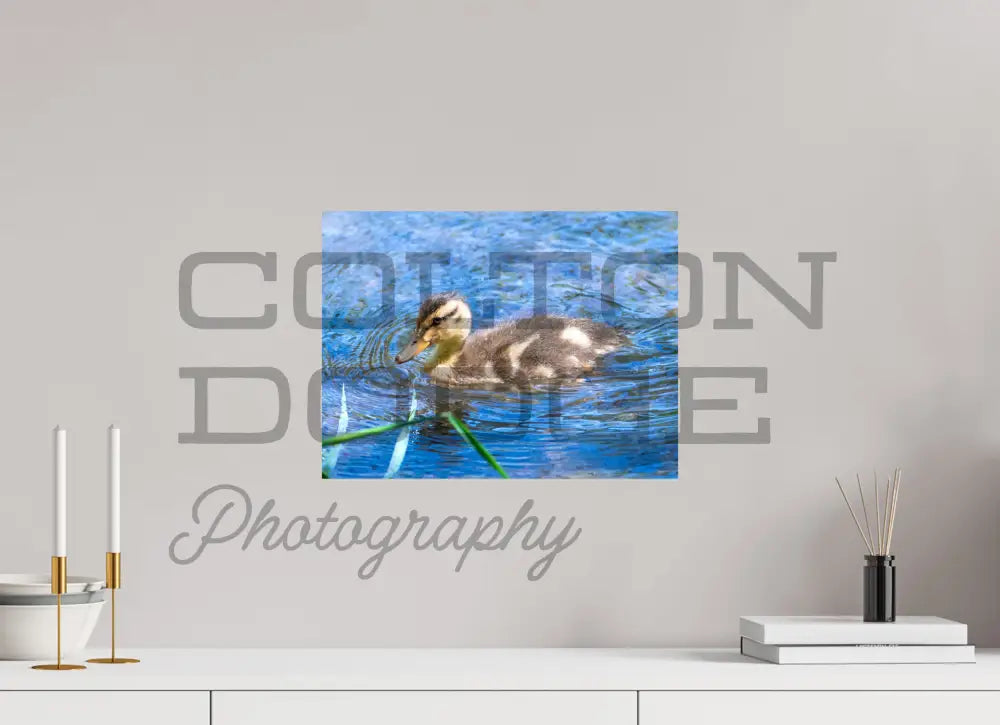 16 x 12″, Photo Print On Fuji Crystal DP II Mallard Duckling