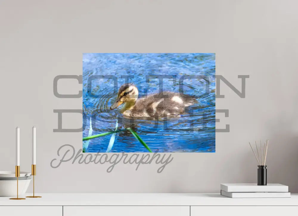 20 x 15″, Photo Print On Fuji Crystal DP II Mallard Duckling