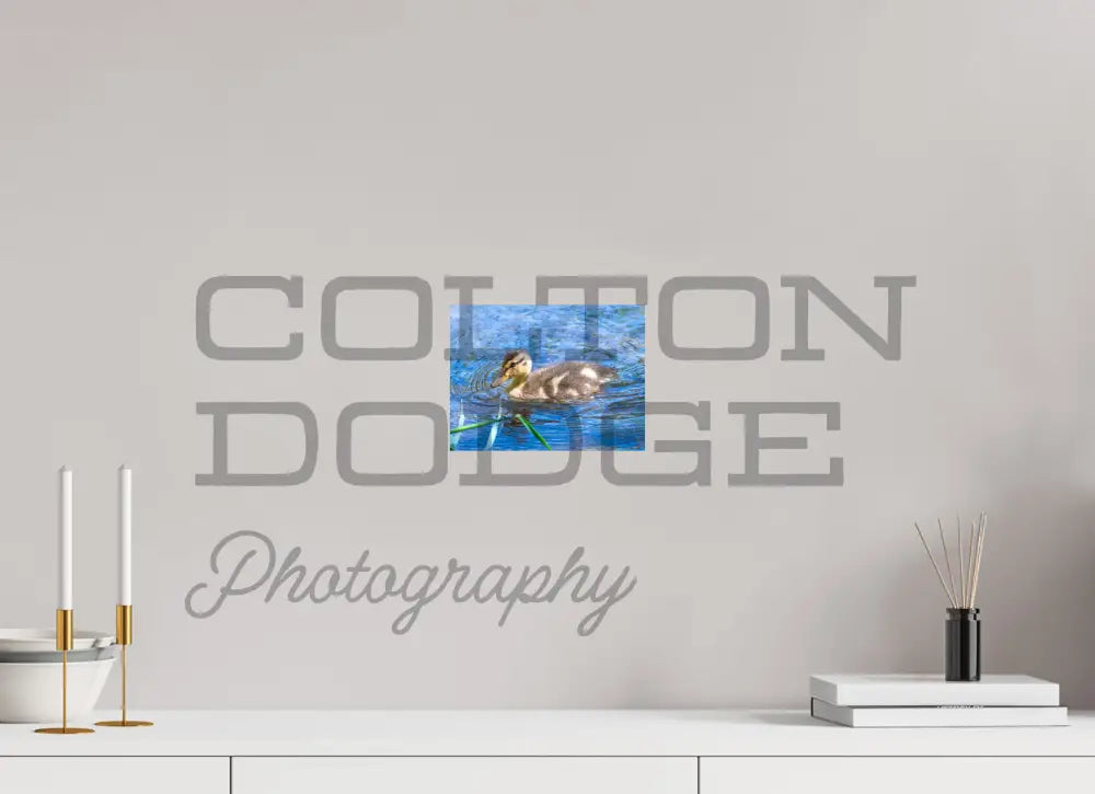 8 x 6″, Photo Print On Fuji Crystal DP II Mallard Duckling