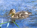 Mallard Duckling - Digital