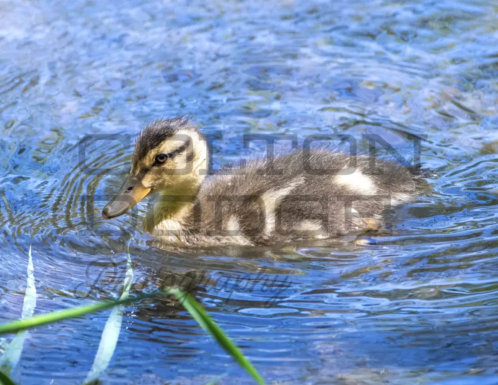 Mallard Duckling - Digital