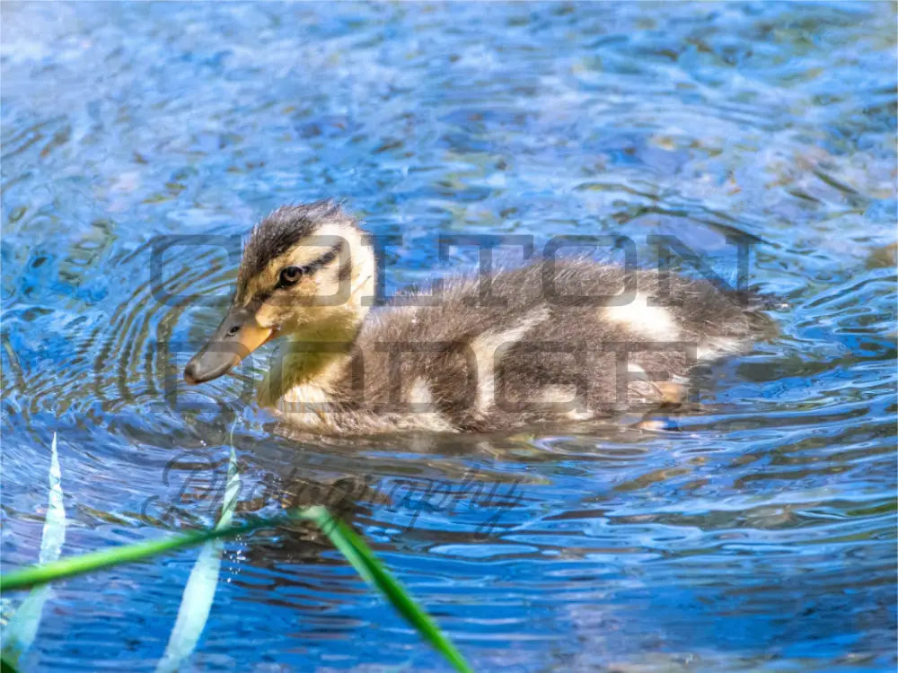 Main image Mallard Duckling