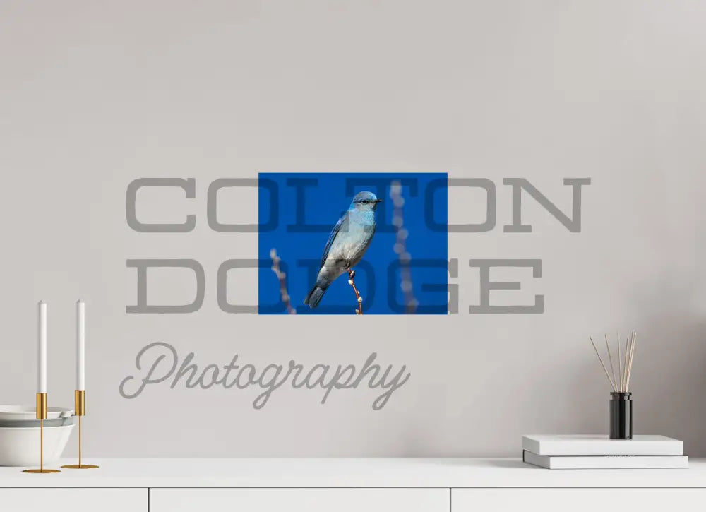 12 x 9″, Photo Print On Fuji Crystal DP II Mountain Blue Bird