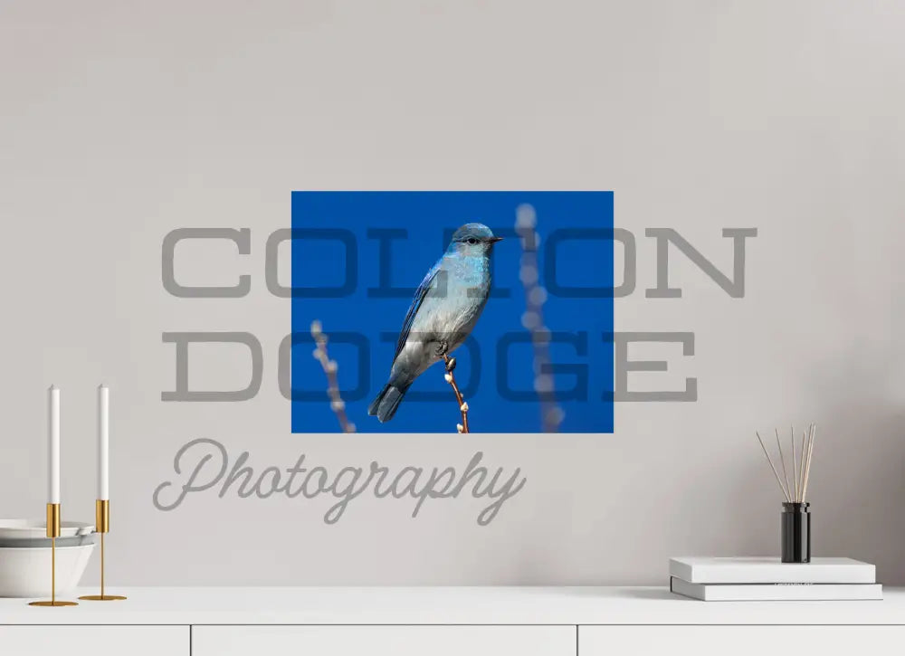 16 x 12″, Photo Print On Fuji Crystal DP II Mountain Blue Bird